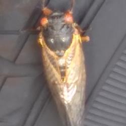 Cicadas and Trees: What You Should Know
